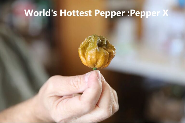 Pepper X Seeds: Unlocking the Heat of the Hottest Pepper world’s new hottest chili pepper